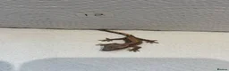 Gecko reptiles for sale: Baby crested geckos  - Advert 24