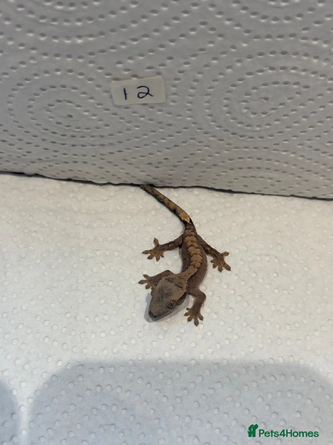 Gecko reptiles for sale: Baby crested geckos  - Advert 24