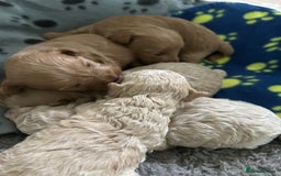 Maltipoo dogs for sale: ✨ Maltipoo Puppies Looking for Forever Homes! ✨ - Image 11