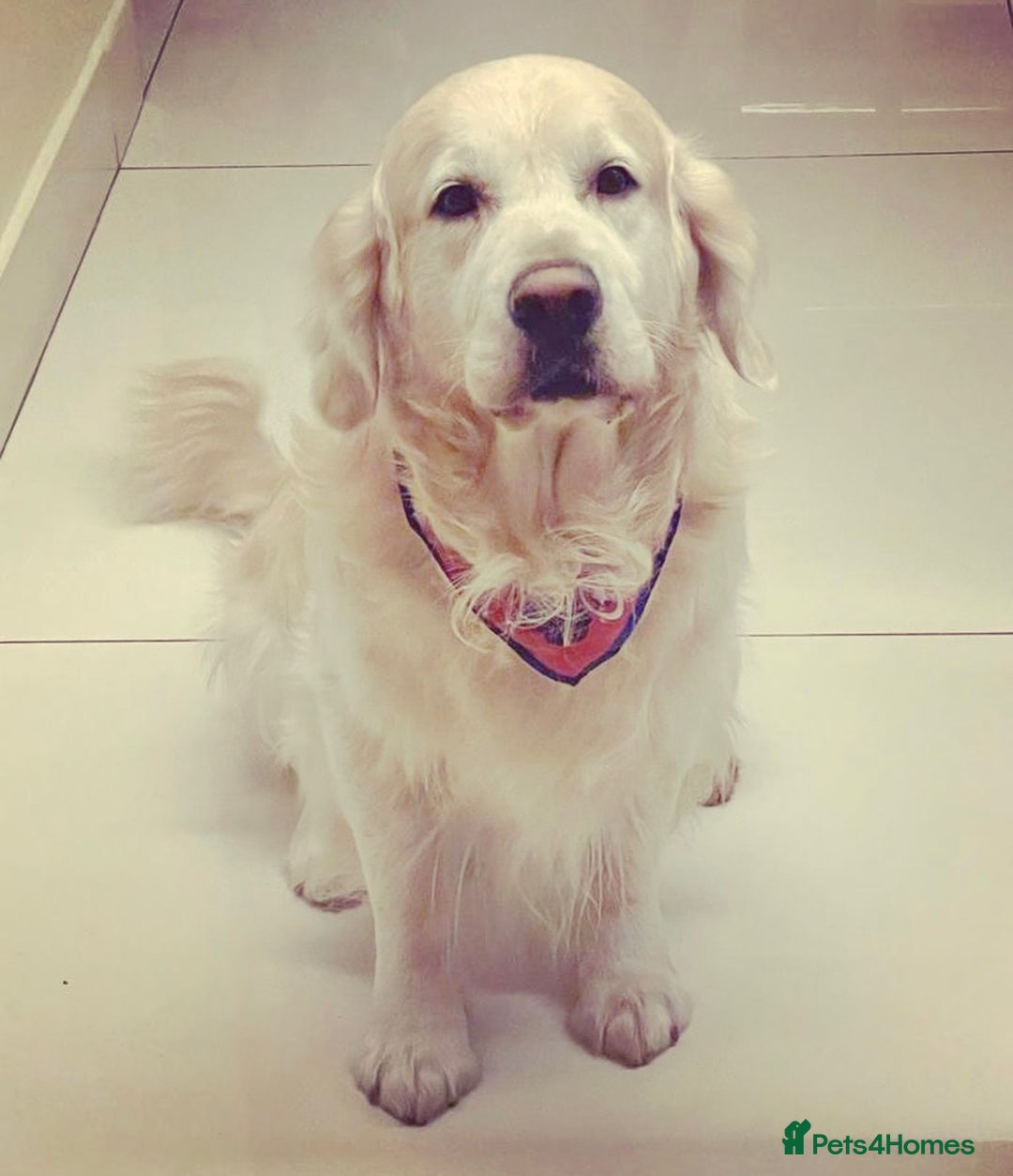 Golden Retriever dogs for stud: STUD – KC Registered Golden Retriever – Proven - Advert 4