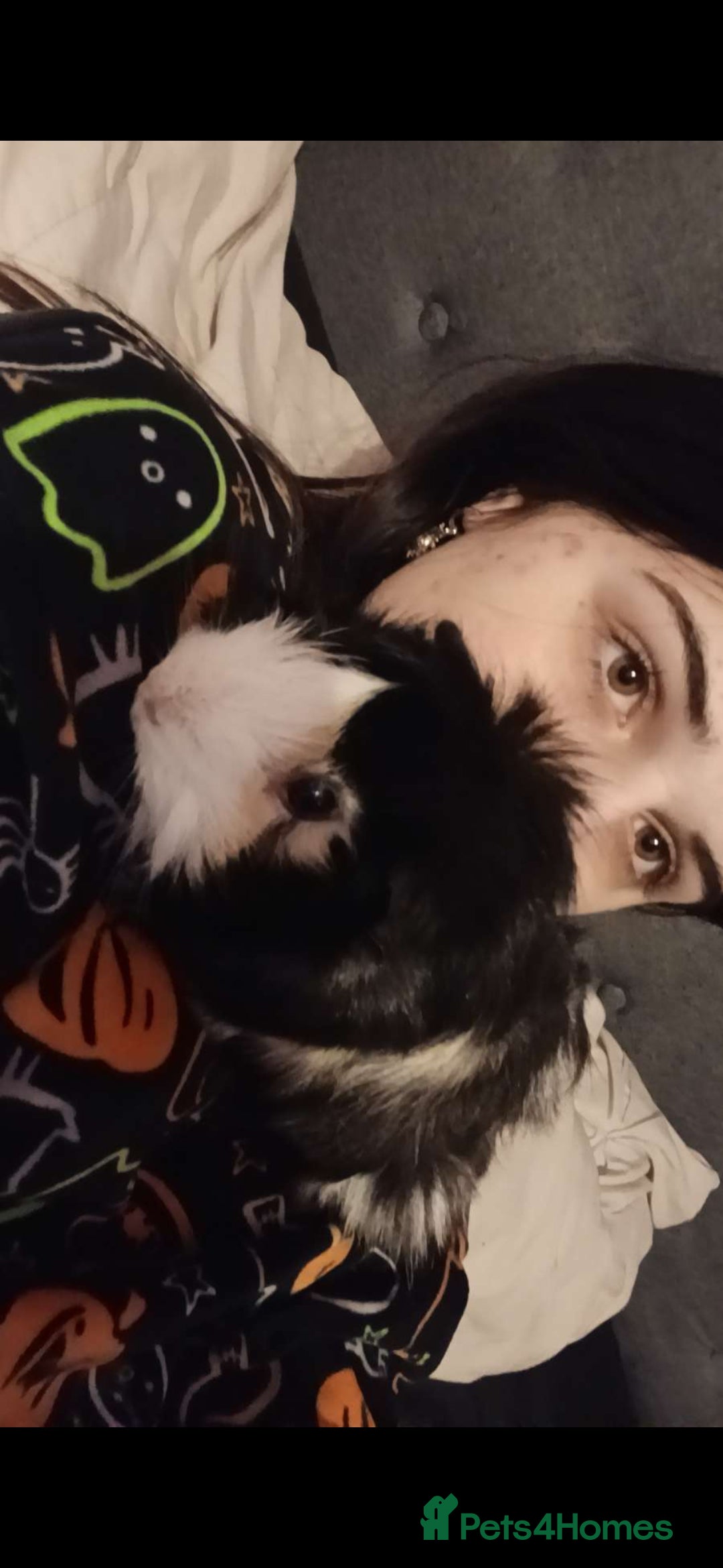 Guinea Pig rodents for sale: Cloud and rain+everything you need for them - Advert 9