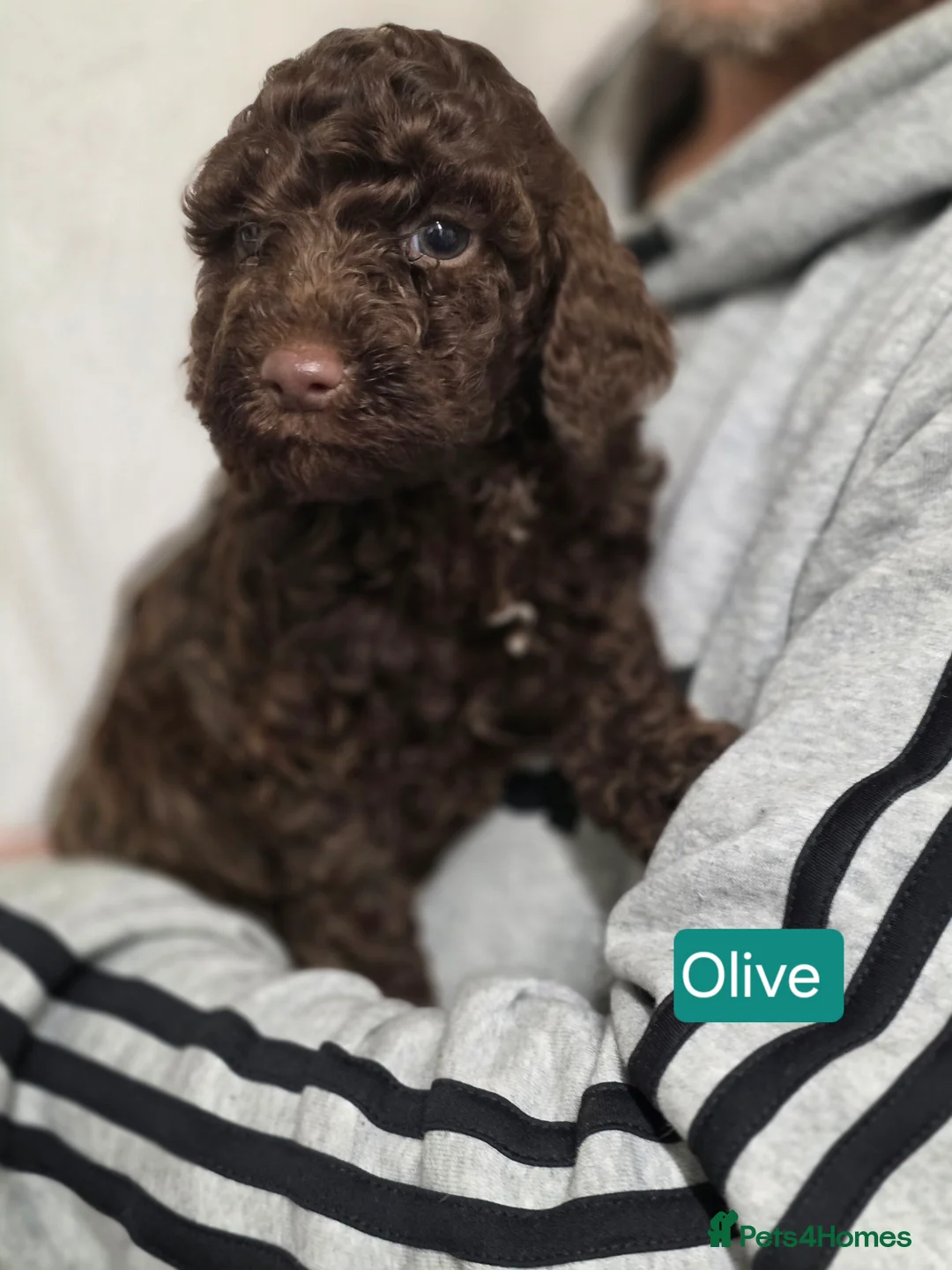 Cockapoo dogs for sale: Adorable cockapoo puppies - Advert 12