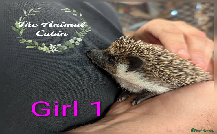 Pygmy Hedgehog rodents - Advert 1