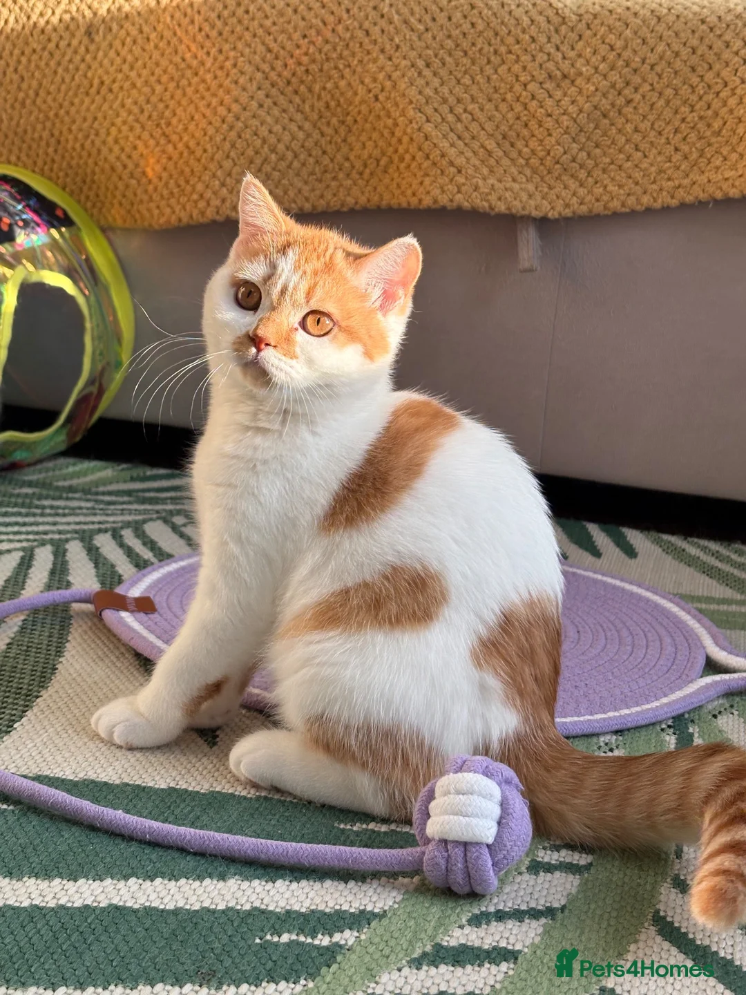 British Shorthair cats for sale: Gccf registered bsh kittens-1 girl left-ready now - Advert 1