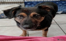 Mixed Breed dogs for adoption: Bumble for adoption - Advert 1