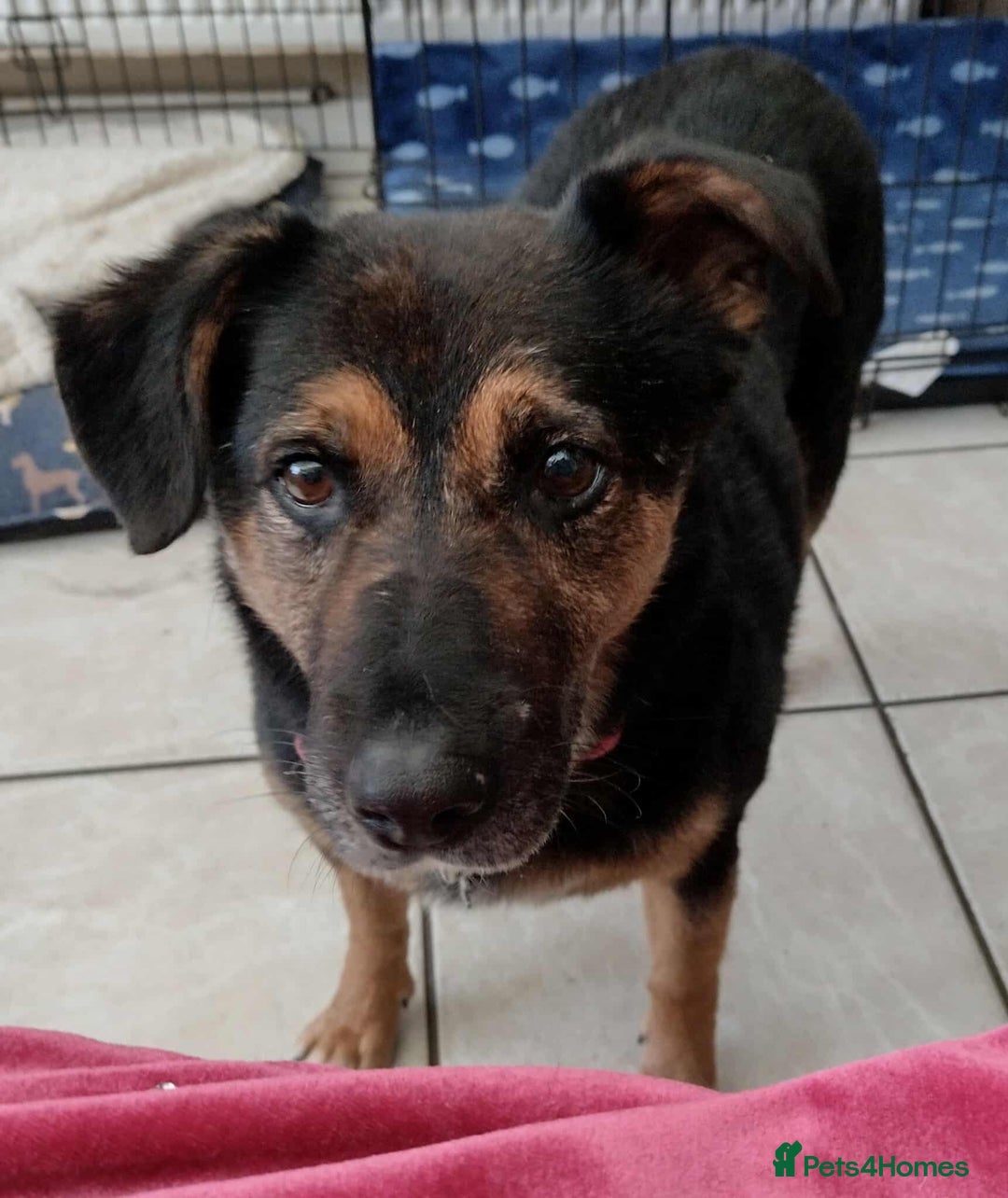 Mixed Breed dogs for adoption: Bumble for adoption - Advert 1