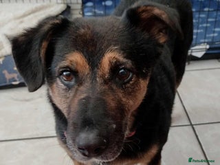 Mixed Breed dogs Bumble for adoption - Advert 1