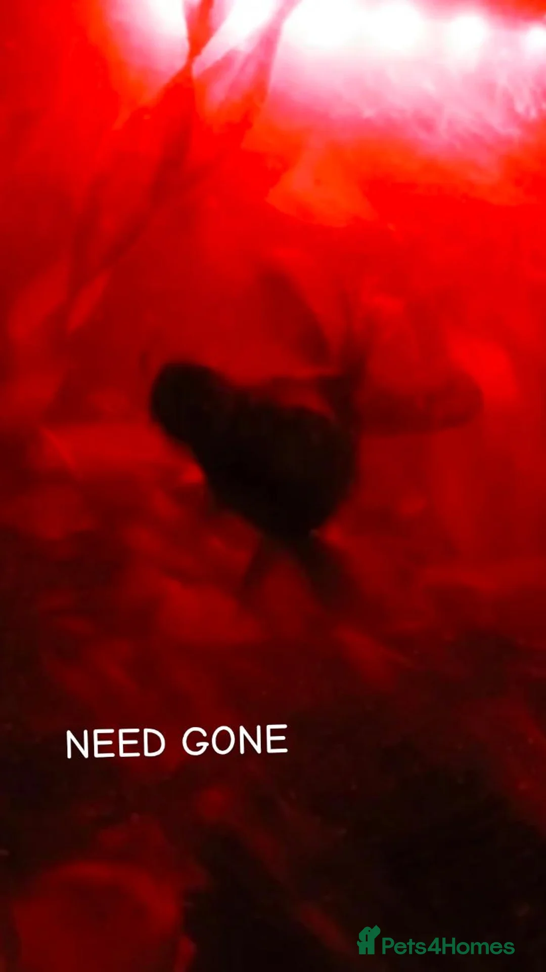 Goldfish fish for sale: 2 Black moor fish - Advert 1