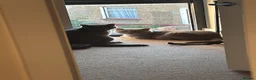 British Shorthair cats for sale: Last 3 BSH kittens available of a litter of 5  - Advert 4