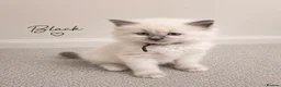 Ragdoll cats for sale: Beautiful ragdoll kittens ready to reserve.    - Advert 14