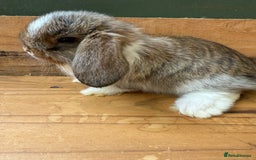 Mini Lop rabbits for sale: MINI LOP BUNNIES / PEDIGREE  - Image 9