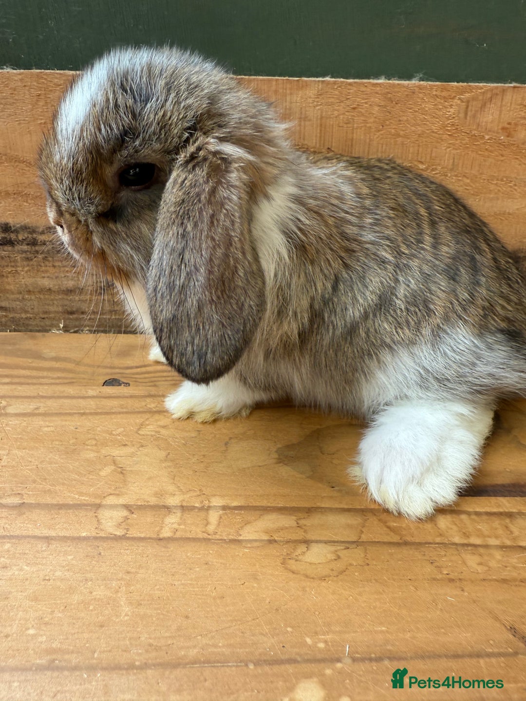 Mini Lop rabbits for sale: MINI LOP BUNNIES / PEDIGREE  - Image 9