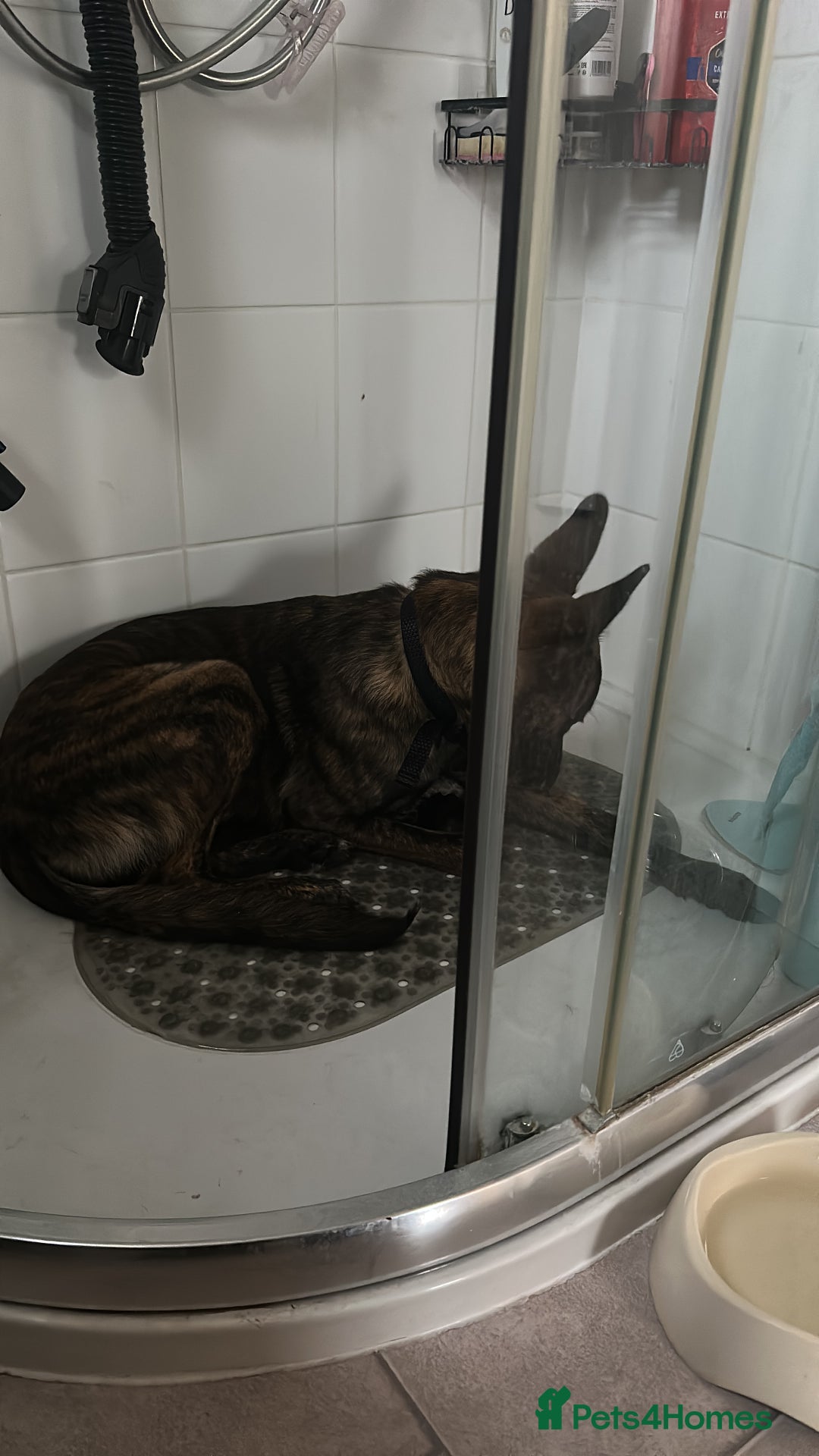 Mixed Breed dogs for sale: PENDING MEET & GREET - Lurcher X German Shepard  - Advert 6