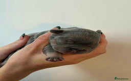French Bulldog dogs for sale: French Bulldog Puppies - Image 8