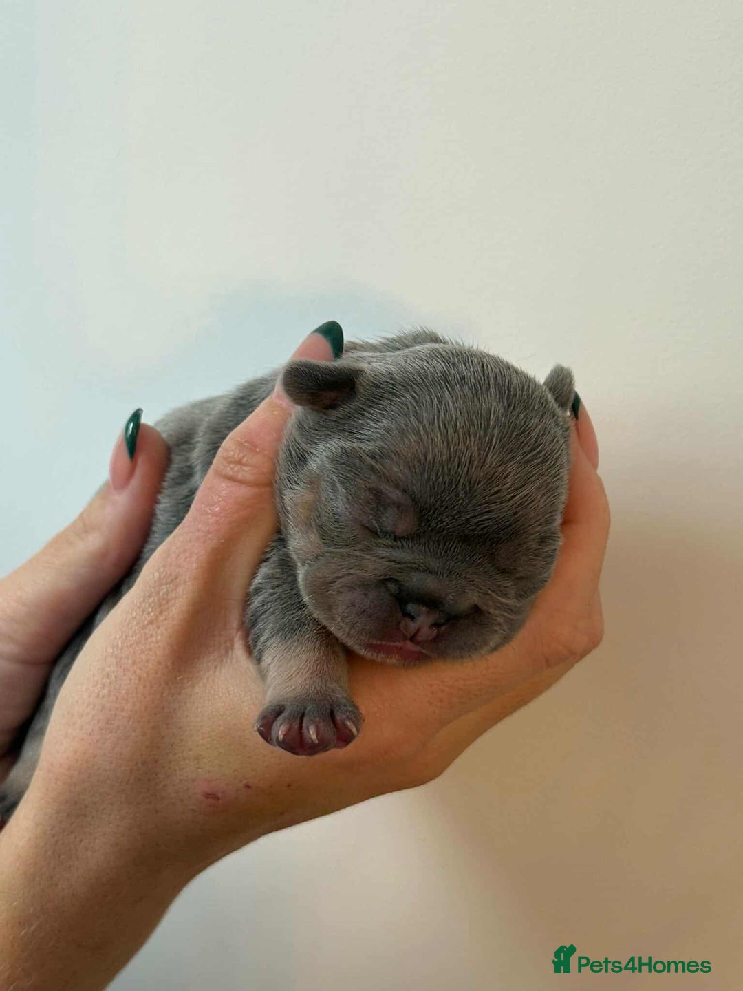 French Bulldog dogs for sale: French Bulldog Puppies - Image 8