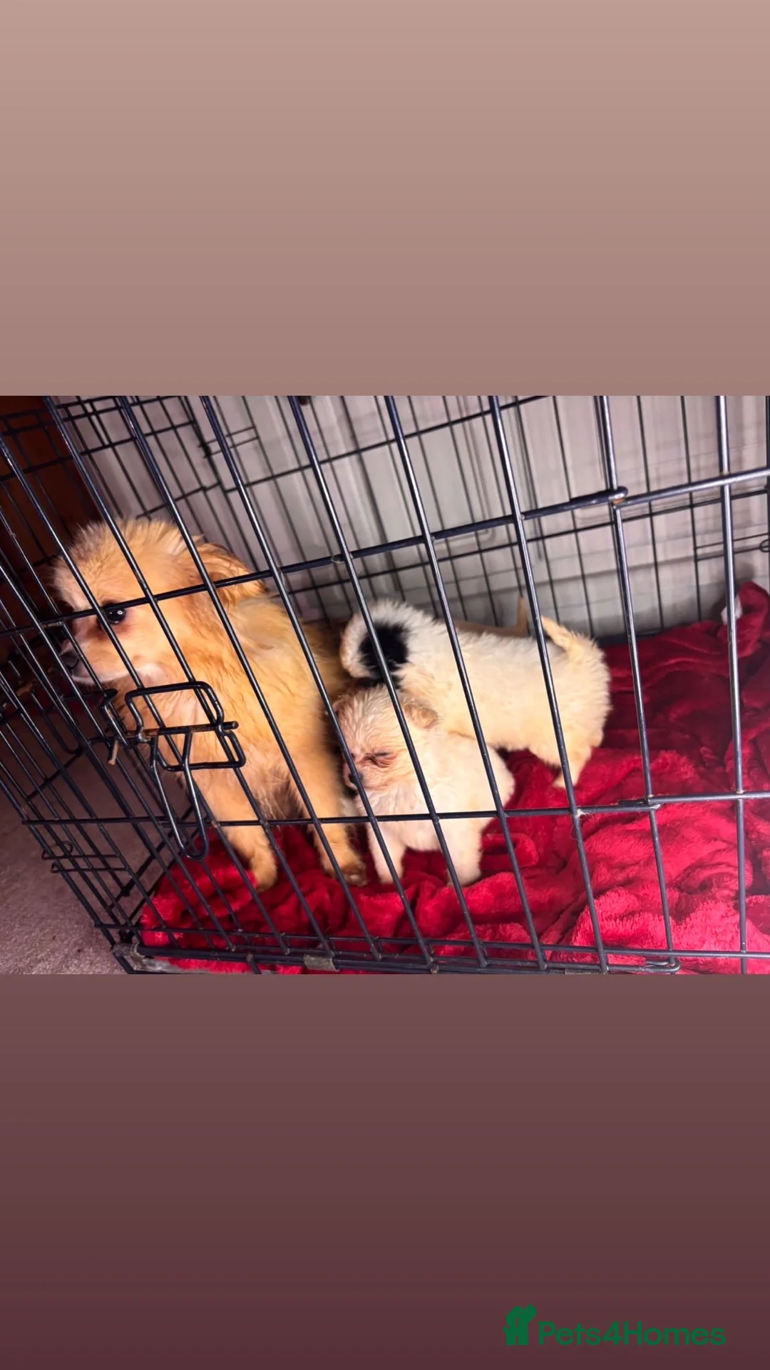 Pomchi dogs for sale: Pomchi puppy’s  - Advert 7