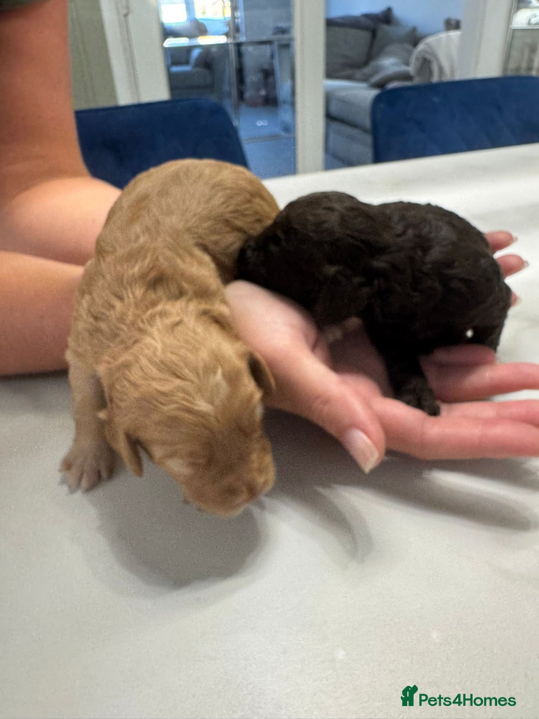 Cockapoo dogs for sale: Beautiful Cockapoo puppies - Image 5