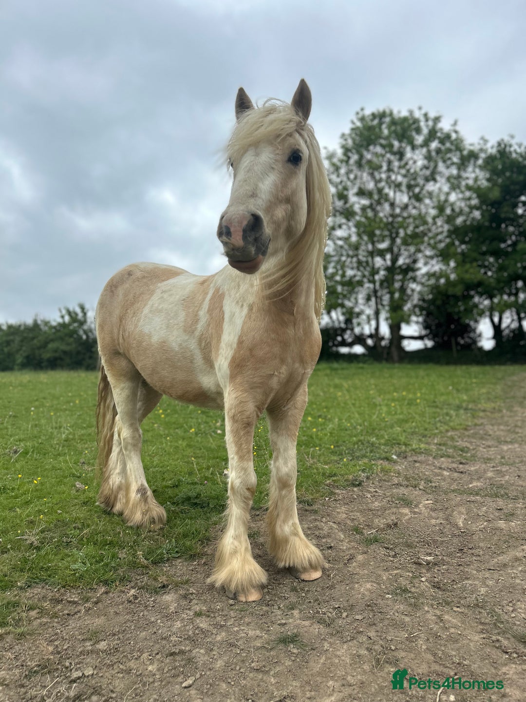 Irish Cob horses for sale: Hennessy  - Image 3
