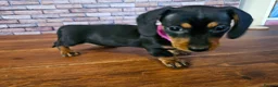 Miniature Dachshund dogs for sale: Dachshund miniature Pups Black & tan 11th of April in Ashford - Advert 7