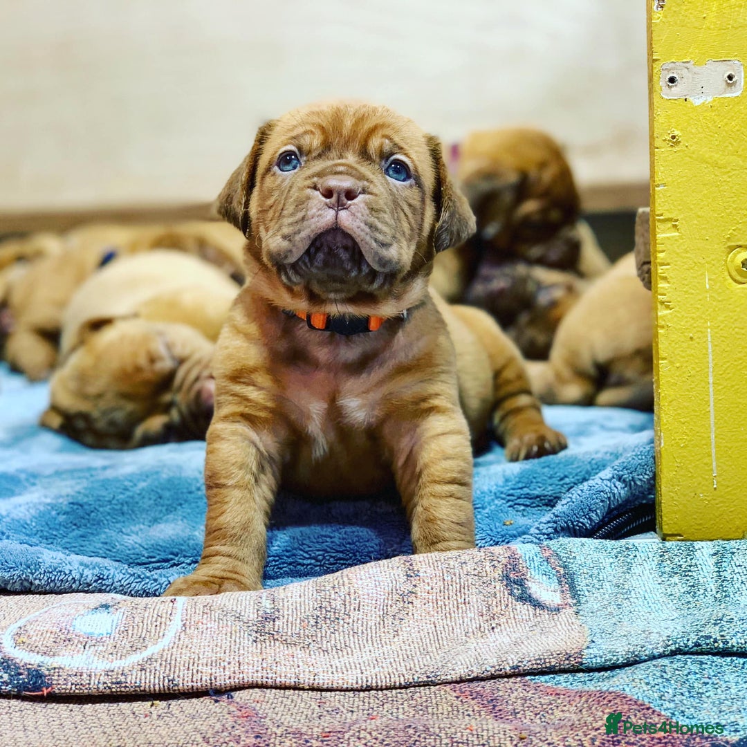 Dogue De Bordeaux dogs for sale: Dogue de Bordeaux puppies now available for sale! - Advert 6