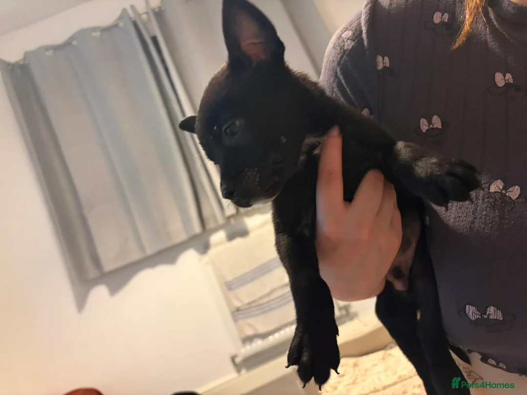 Mixed Breed dogs for sale: Bull herders 🩷 in Chester - Advert 16