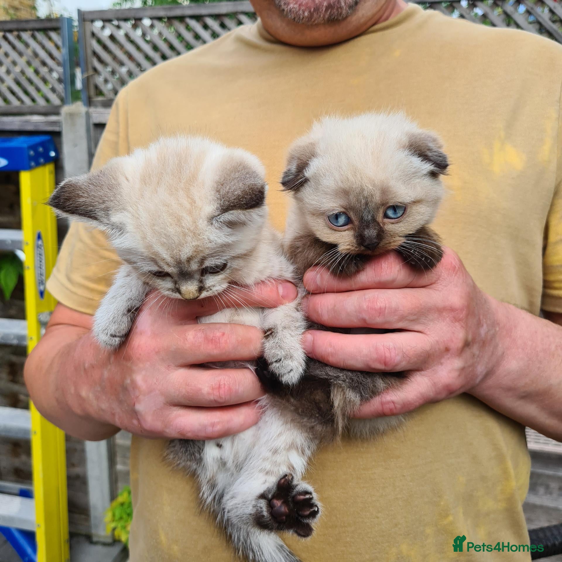 Scottish Fold cats Scottish fold kittens - Advert 1