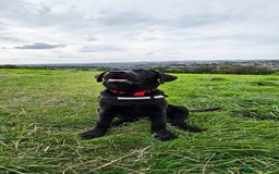 Labrador Retriever dogs for sale: Labrador for sale - Image 14