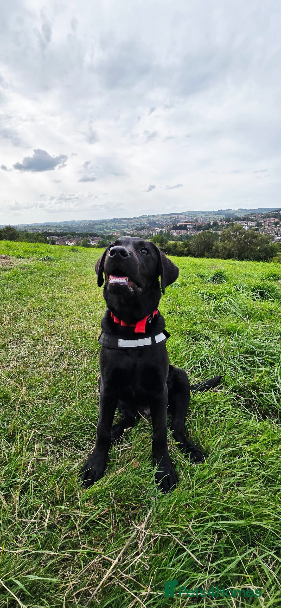 Labrador Retriever dogs for sale: Labrador for sale - Image 14