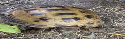 Tortoise reptiles for sale: Female adult Russian Tortoise - Advert 3