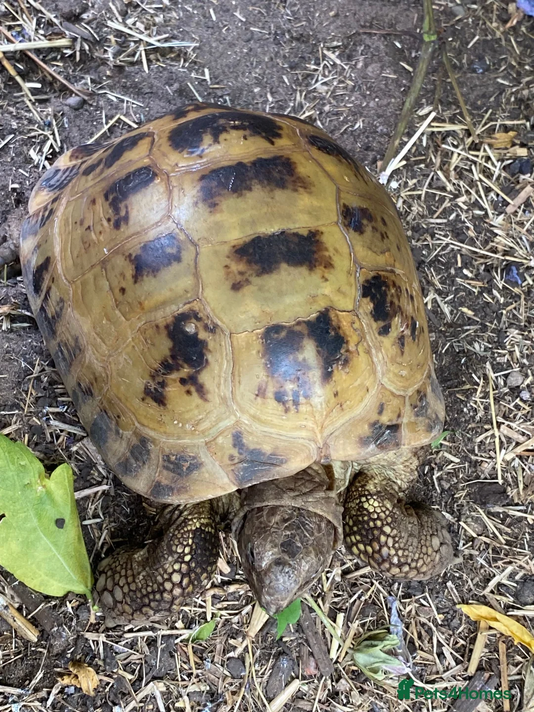 Tortoise reptiles for sale: Female adult Russian Tortoise - Advert 3