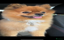 Pomeranian dogs for stud: Beautiful Pom for stud  - Advert 9