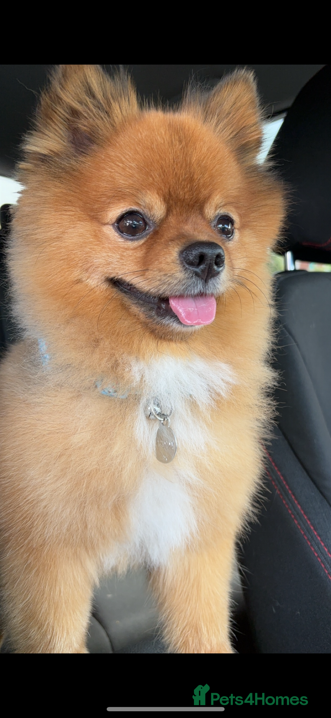 Pomeranian dogs for stud: Beautiful Pom for stud  - Advert 9