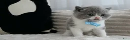 British Shorthair cats for sale: 😻 Unique BSH kittens with pedigree! ✨ - Advert 37