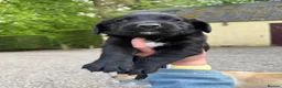 Cockerdor dogs for sale: Beautiful Cockador Puppies in Heriot - Advert 9