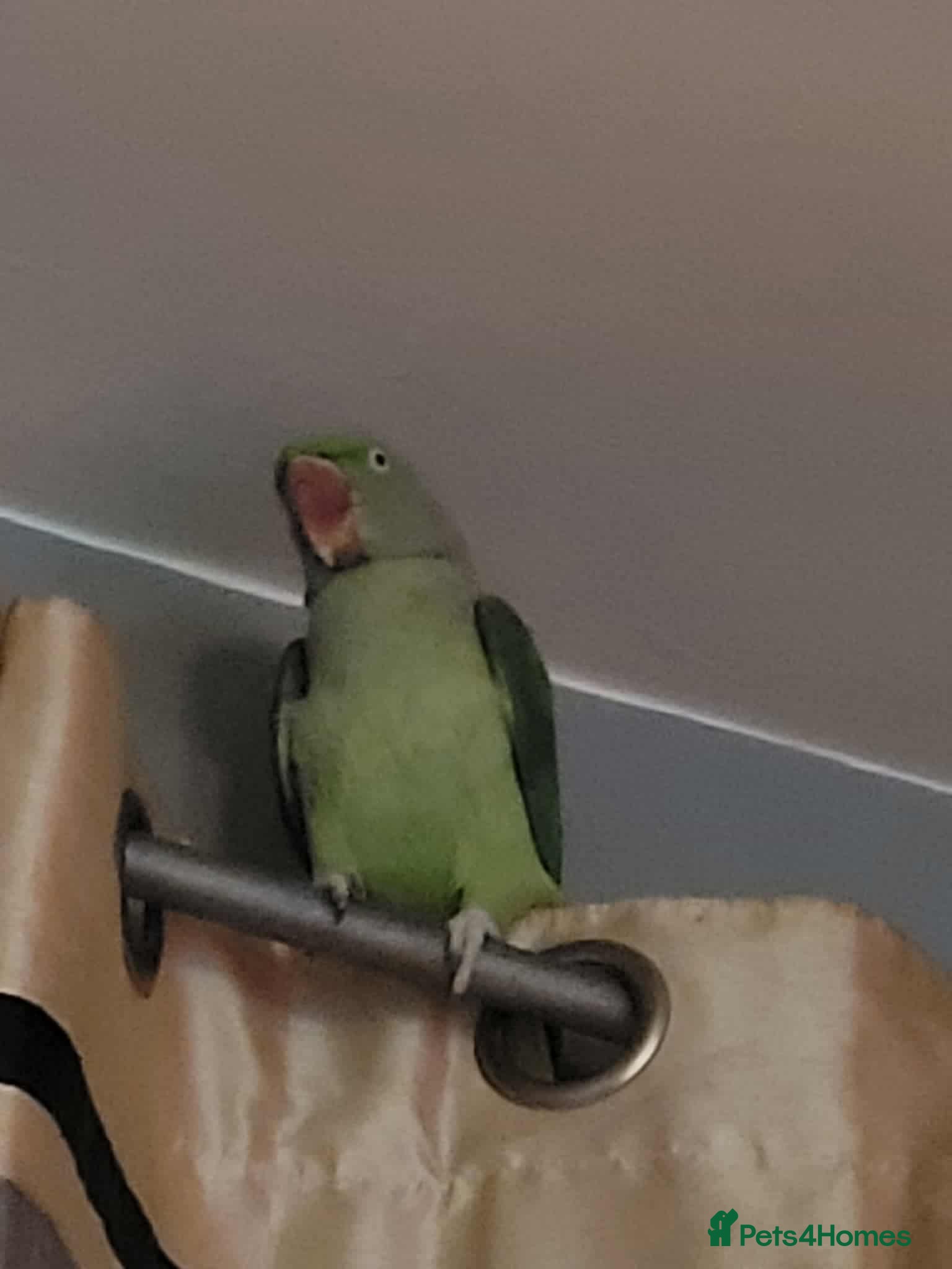 Parrots birds alexandrine parrot  - Advert 16