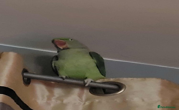 Parrots birds alexandrine parrot  - Advert 1