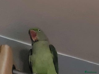 Parrots birds for sale: alexandrine parrot - Advert 1