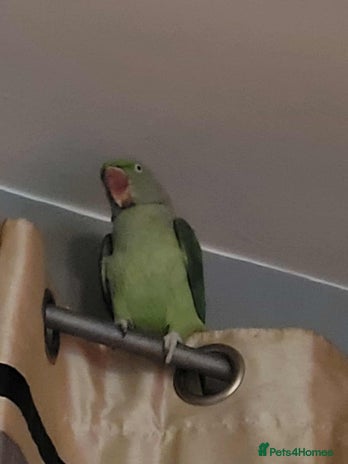 Parrots birds alexandrine parrot - Advert 1