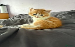 Mixed Breed cats for sale: 5 kittens looking for their forever homes  - Image 6