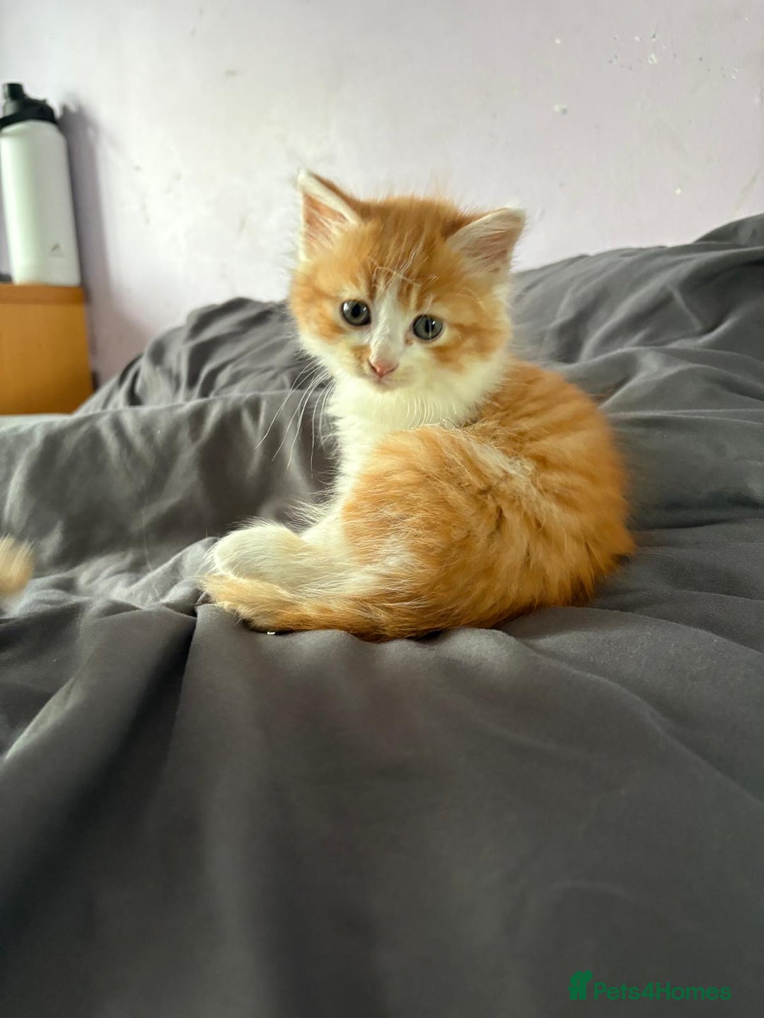 Mixed Breed cats for sale: 5 kittens looking for their forever homes  - Image 6