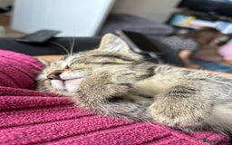 Domestic Shorthair cats for sale: 1 boy and 1 girl tabby and tortoiseshell - Image 9