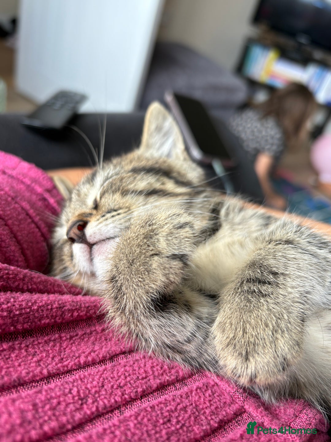 Domestic Shorthair cats for sale: 1 boy and 1 girl tabby and tortoiseshell - Image 9