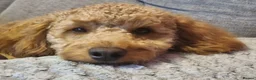 Toy Poodle dogs for stud: Toy Poodle for Stud - Advert 7