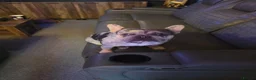 French Bulldog dogs for sale: Merle french bulldog - Advert 1