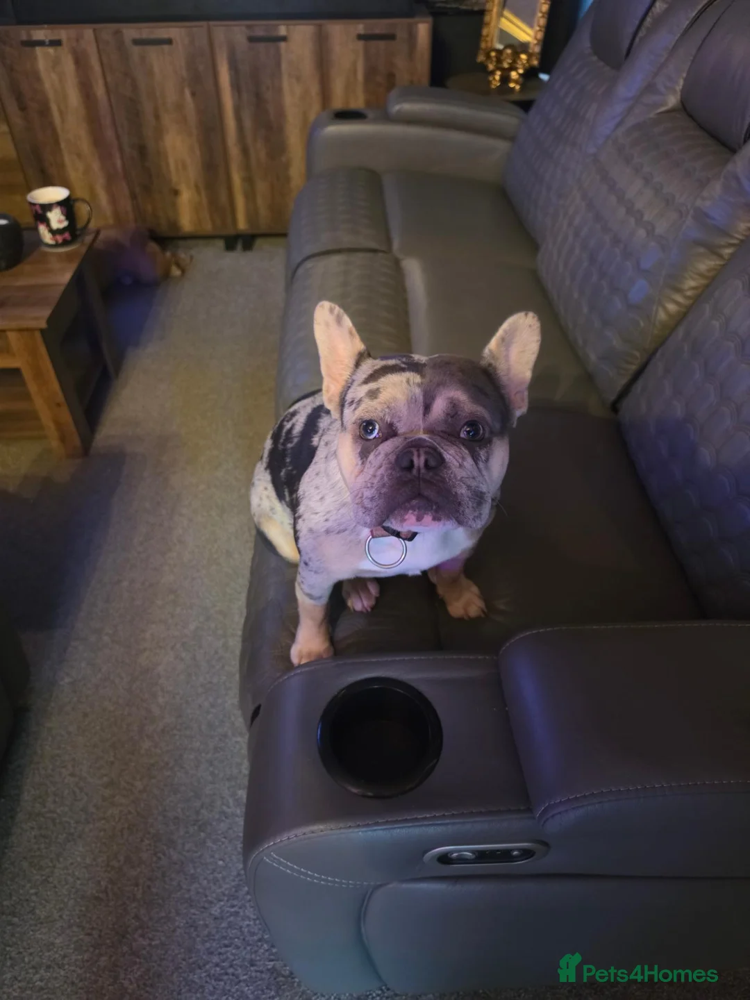 French Bulldog dogs for sale: Merle french bulldog - Advert 1