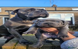 Cane Corso dogs for sale: Rehoming female 4 year old Cane Corso - Image 4