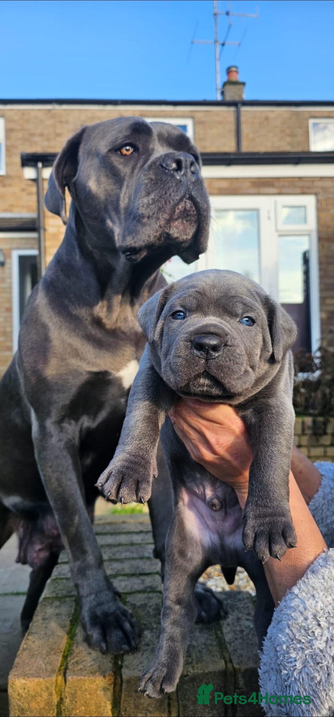 Cane Corso dogs for sale: Rehoming female 4 year old Cane Corso - Image 4