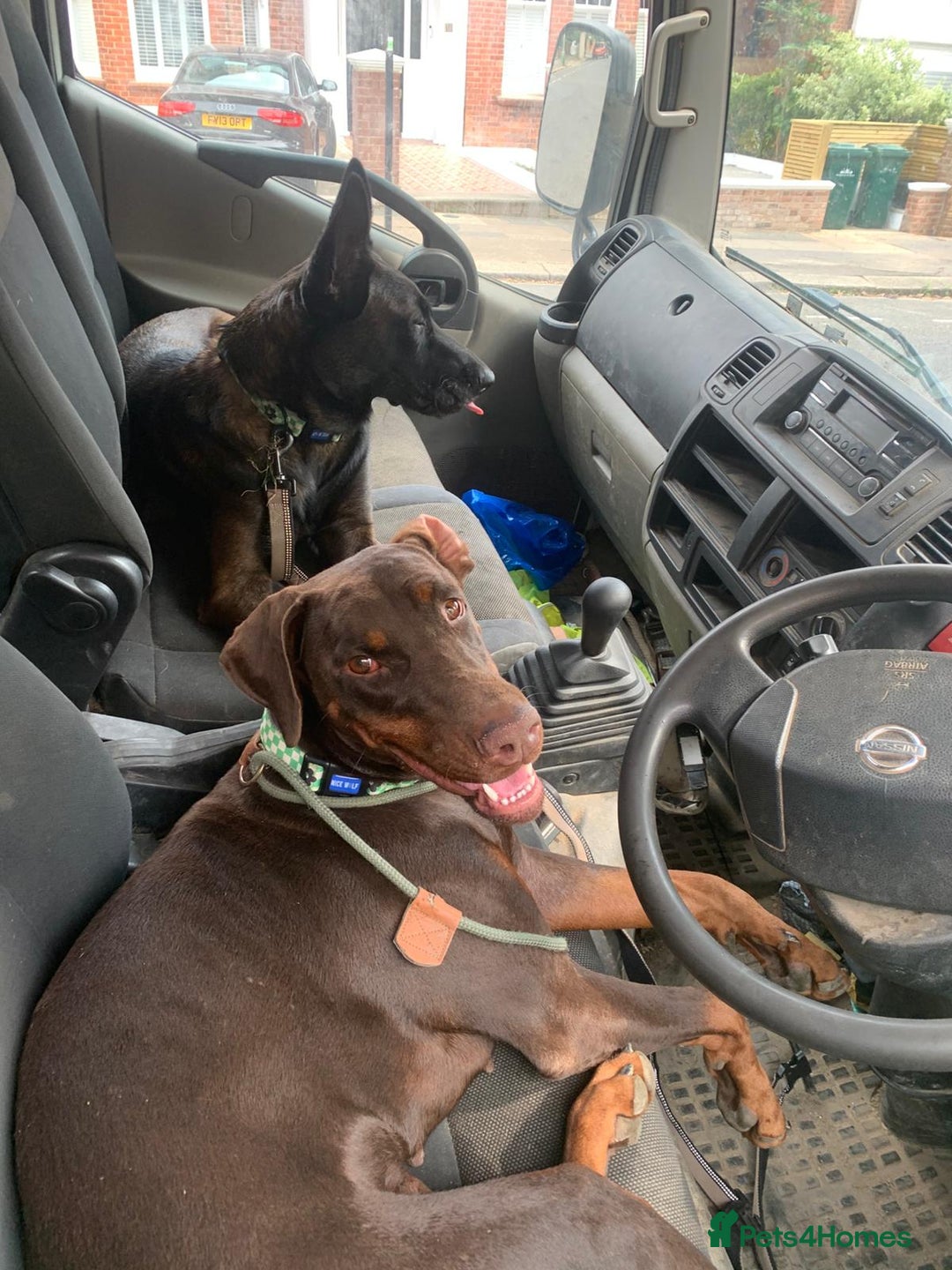 Belgian Shepherd Dog dogs for sale: Maggie 3-year-old Belgian Malinois. - Advert 10