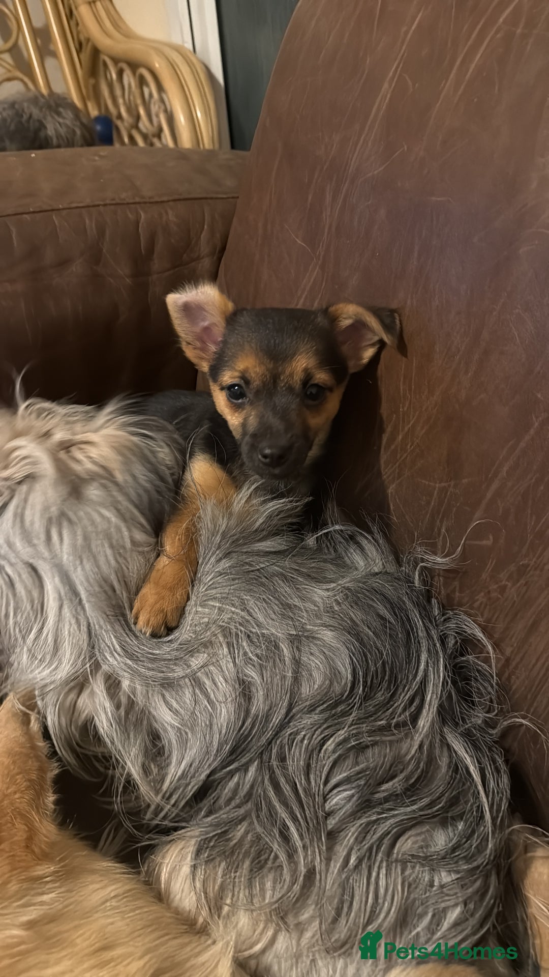 Mixed Breed dogs for sale: Tiny and beautiful  - Advert 15
