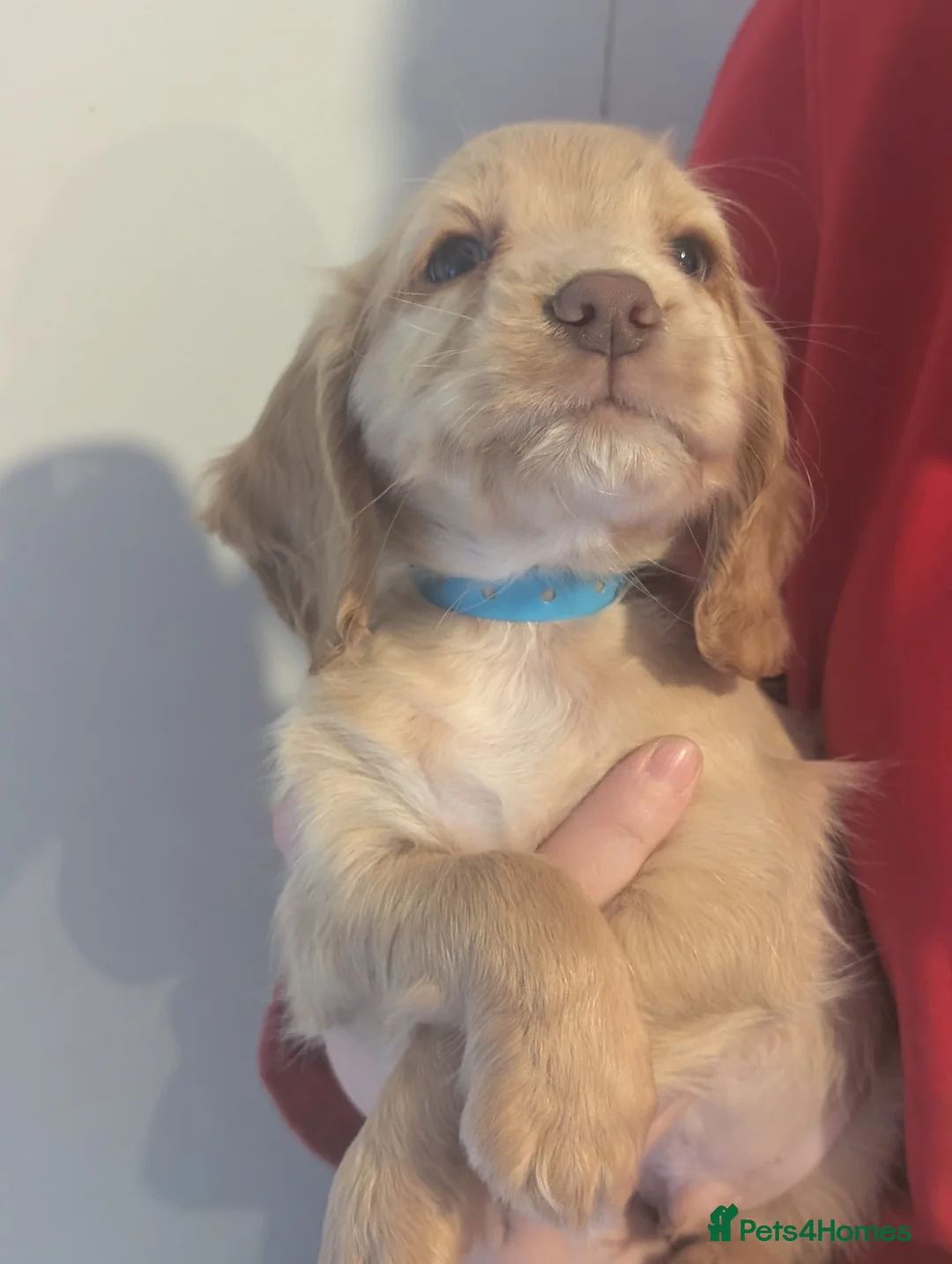 Cocker Spaniel dogs for sale: Pups from Health Tested Champion Trialling lines. - Advert 15